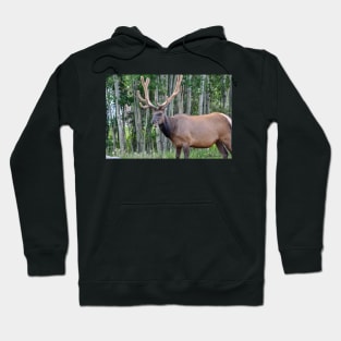 Beautiful Creature Hoodie